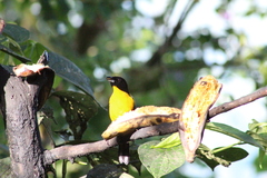 Anisognathus notabilis