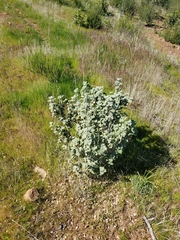 Malacothamnus helleri