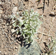 Hesperevax sparsiflora