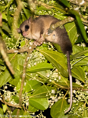 Marmosa alstoni