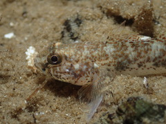 Yellowspotted Sandgoby photo 5