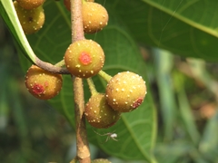 Ficus tinctoria