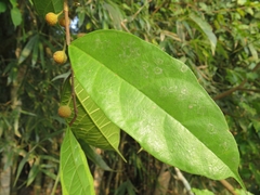 Ficus tinctoria