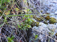 Monardella purpurea