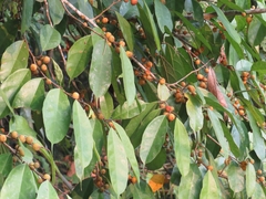 Ficus tinctoria