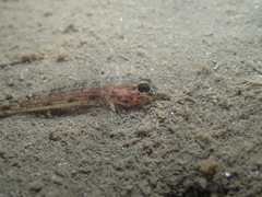 Acentrogobius pflaumii