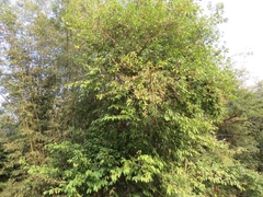 Ficus tinctoria
