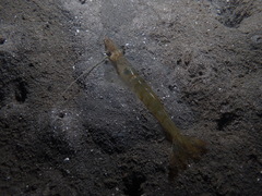 Penaeus latisulcatus