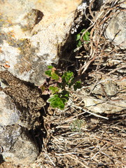Monardella purpurea
