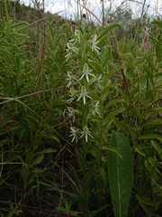 Habenaria barbertoni
