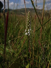Brownleea parviflora