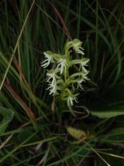 Habenaria barbertoni