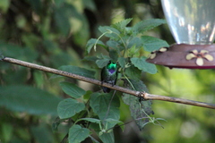 Urosticte benjamini