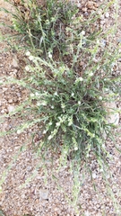 Pectocarya linearis ferocula