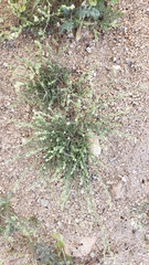 Pectocarya linearis ferocula