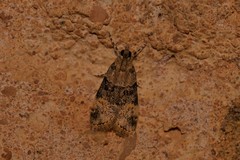 Scoparia eumeles