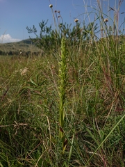 Habenaria pseudociliosa