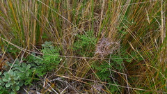 Gleichenia alpina