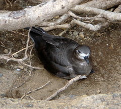 Kermadec Petrel photo 2