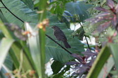 Turdus maculirostris