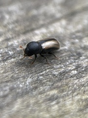 Trypodendron domesticum