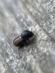 Trypodendron domesticum