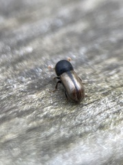 Trypodendron domesticum