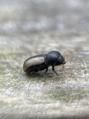 Trypodendron domesticum