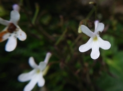 Streptocarpus pentherianus