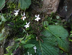 Streptocarpus pentherianus
