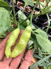 Capsicum annuum