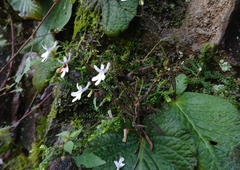 Streptocarpus pentherianus