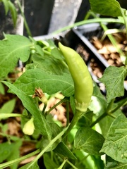 Capsicum annuum