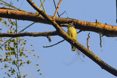 Pogoniulus subsulphureus