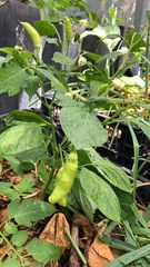 Capsicum annuum