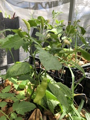 Capsicum annuum