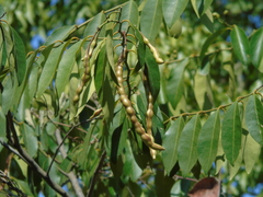 Cynophalla polyantha