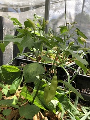Capsicum annuum