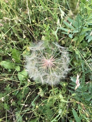 Tragopogon porrifolius