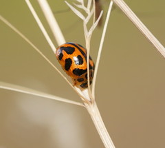 Peltoschema oceanicum