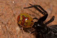 Paropsisterna gloriosa