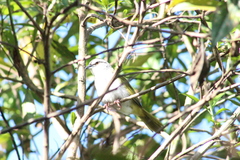 Arremonops conirostris