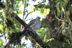 Turdus maculirostris
