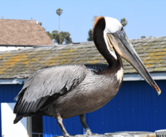 Pelecanus occidentalis