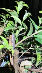Anolis lineatopus