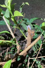 Anolis lineatopus