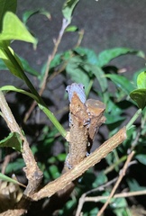 Anolis lineatopus