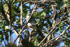 Arremonops conirostris