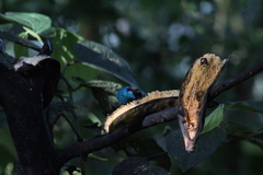 Chalcothraupis ruficervix