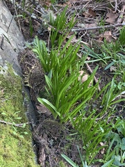 Leucojum aestivum